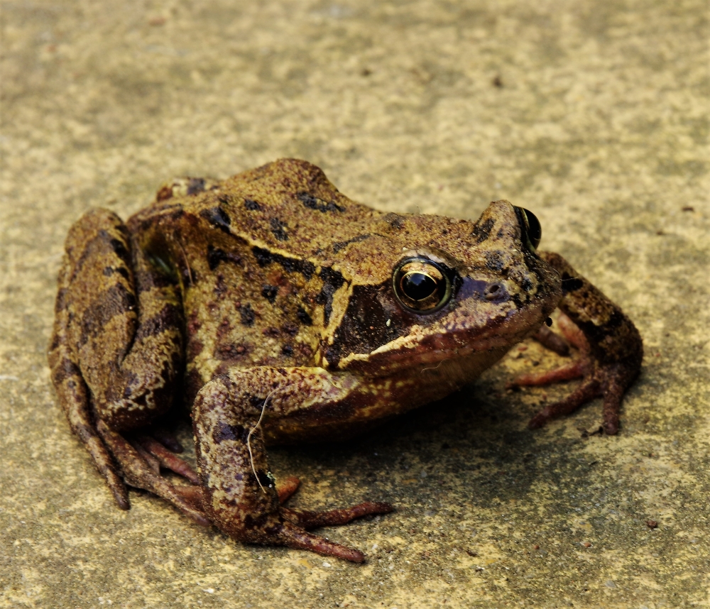Common Frog Pentax User