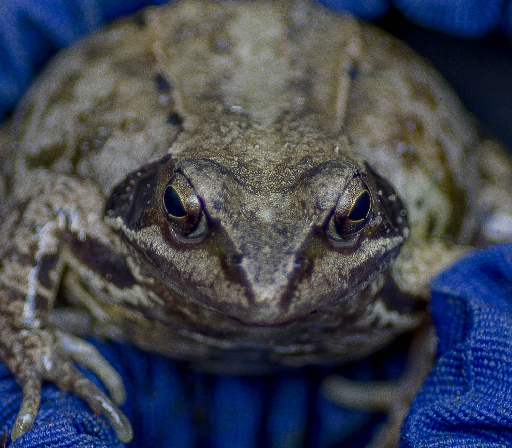 Portret of a toad