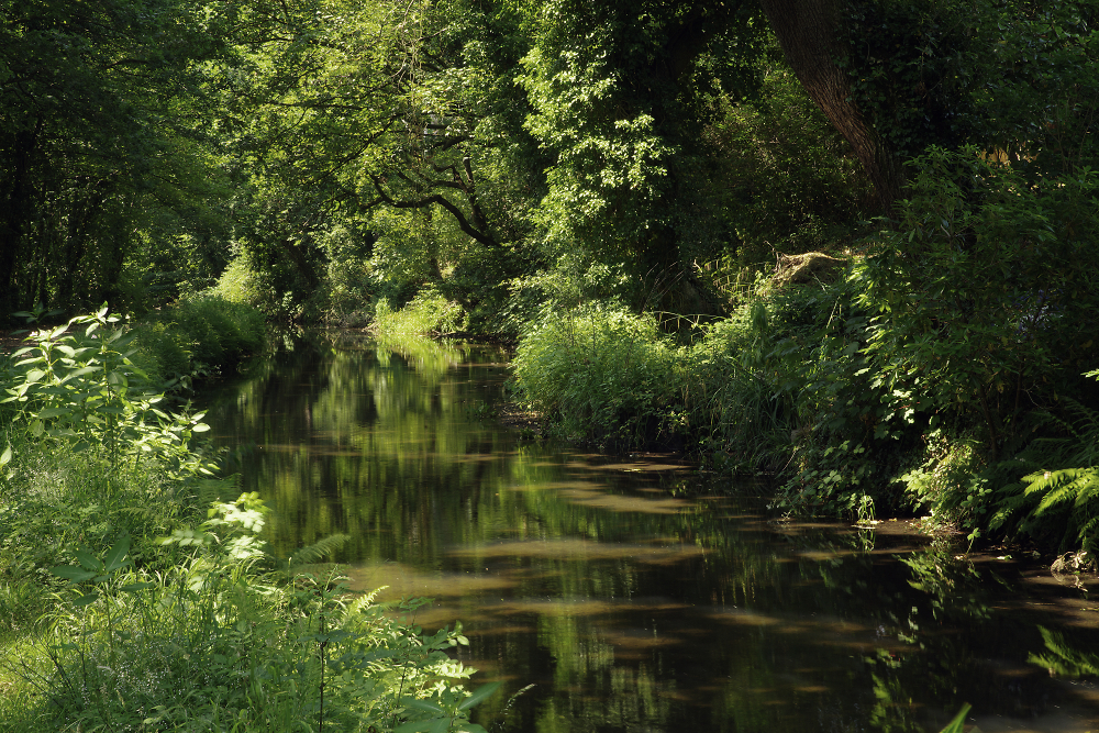 Reflections, light Foliage