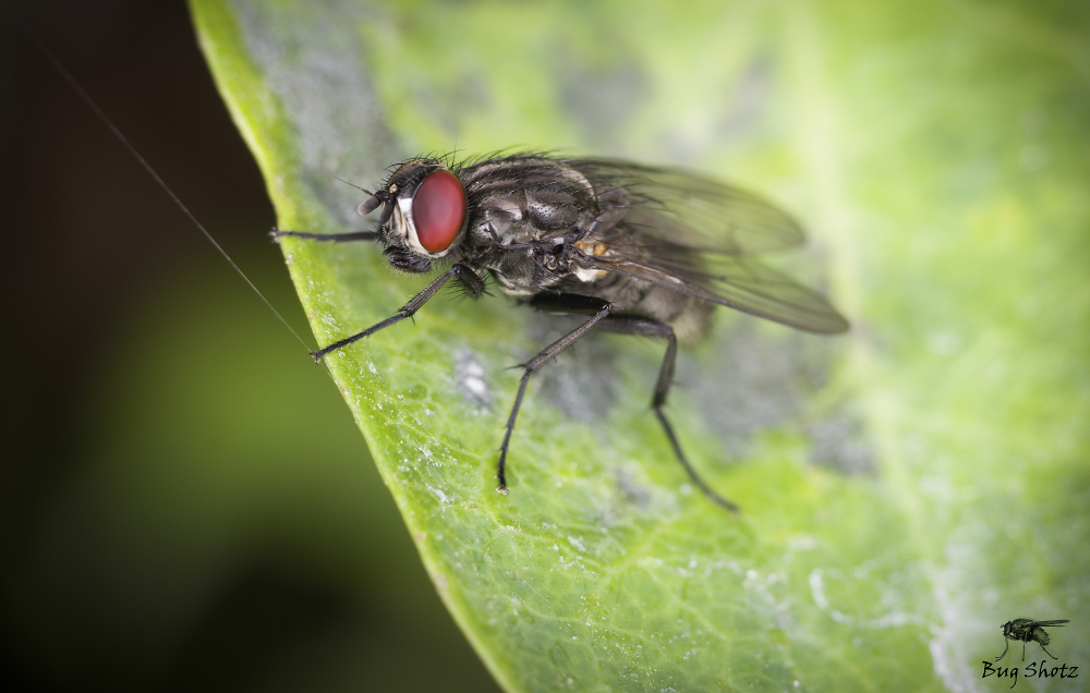 Simple Fly