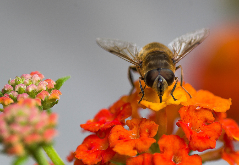 Working Bee