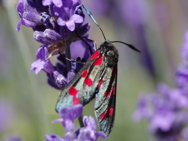 6-spot Burnet Moth