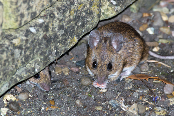 A Wood Mouse and Mate