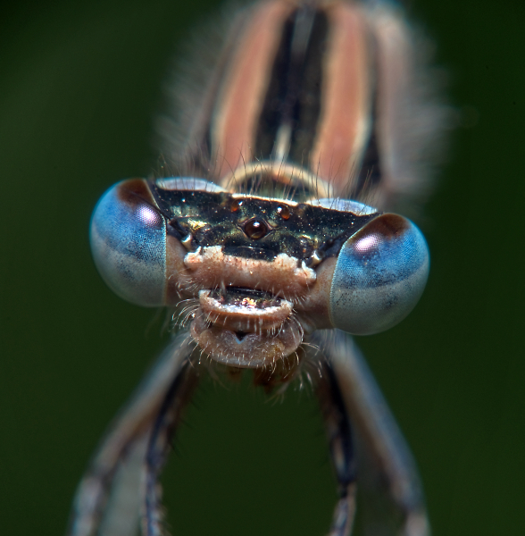 Beautiful Eyes?