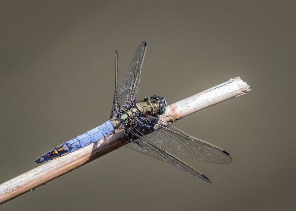 Broad-Bodied-Chaser.