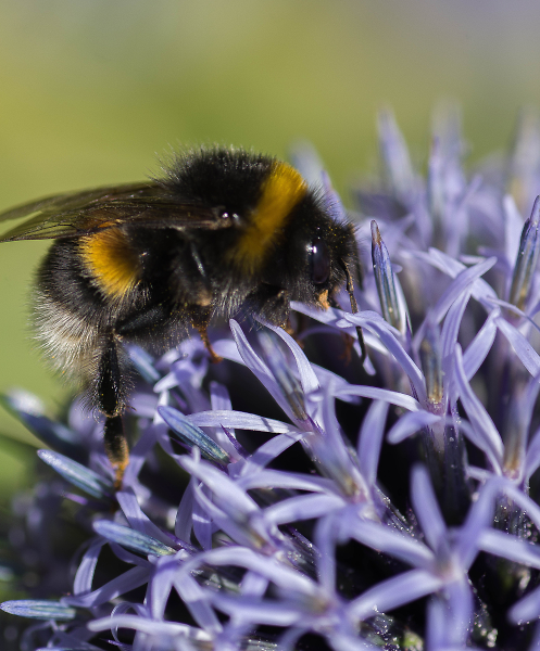 Bumblebee