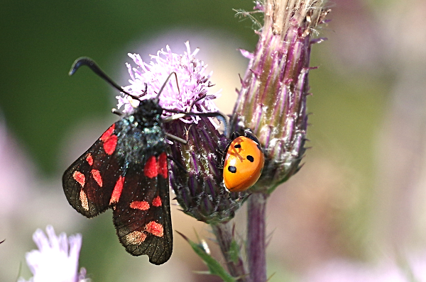 Burnet Moth and Ladybird share