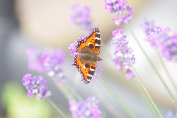Butterfly on Lavender.