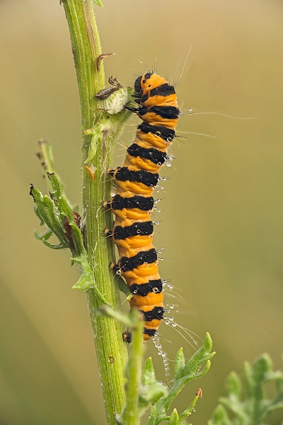 caterpillar - cinnabar moth