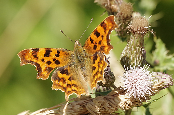 Comma