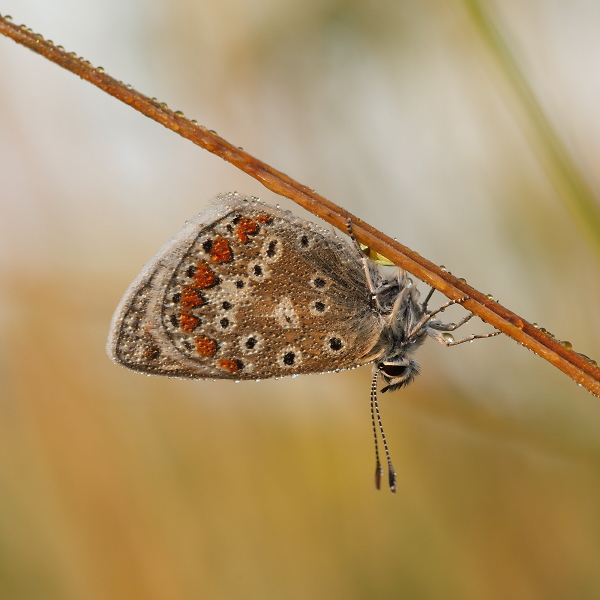 Common Blue