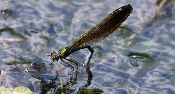 Egg laying