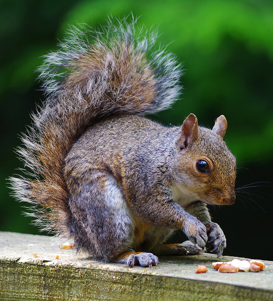 Grey Squirrel