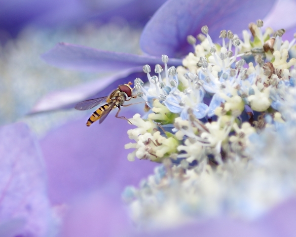 Its a Bugs Life