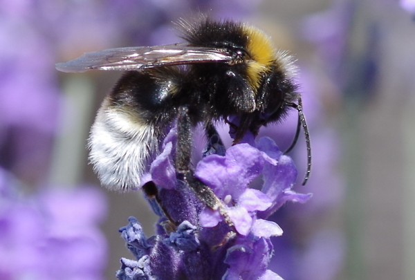 Lavender Bee