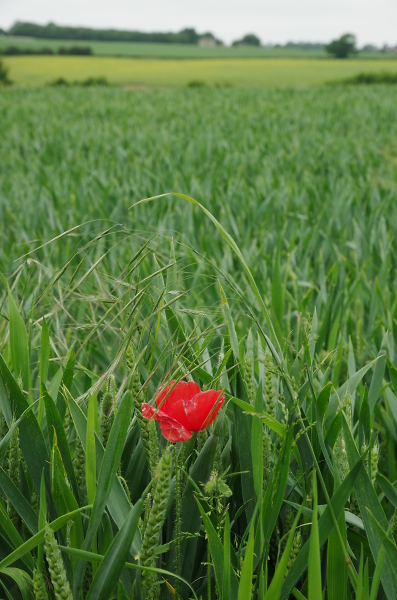 Lone Poppy