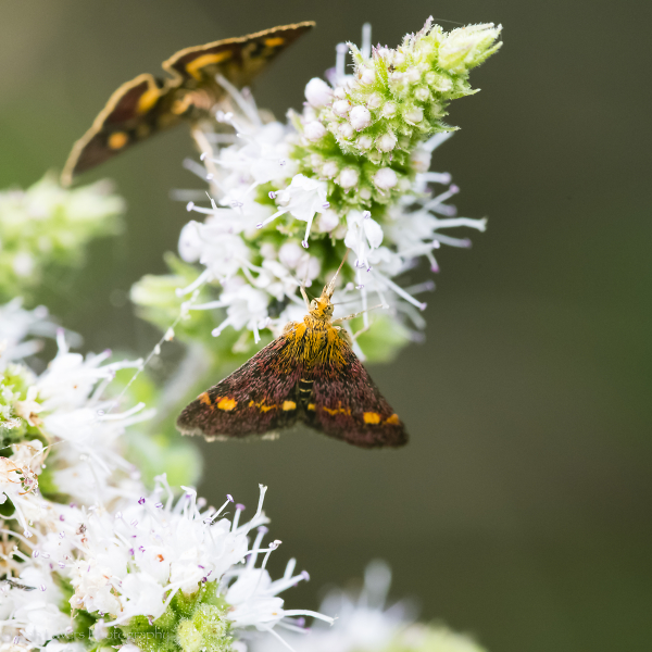 Mint Moth