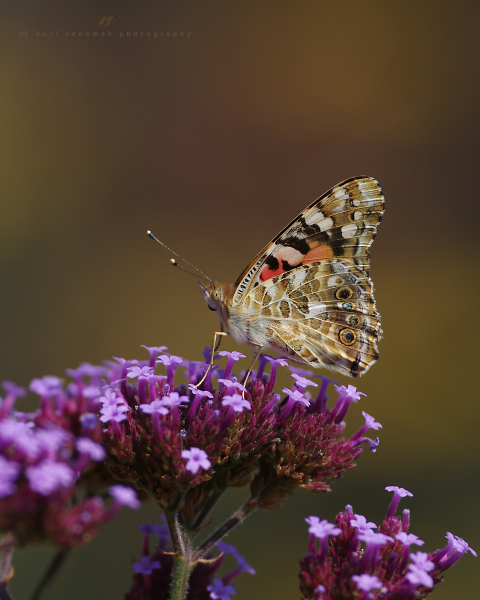 painted lady