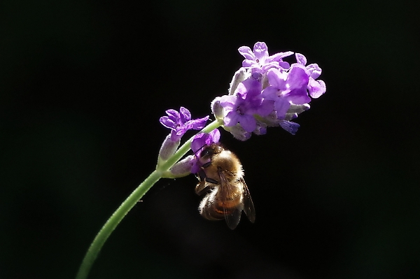 rimlight bee