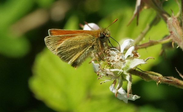 Small Skipper