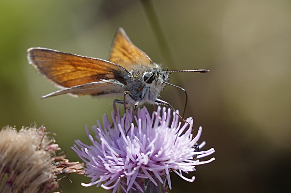 Small Skipper