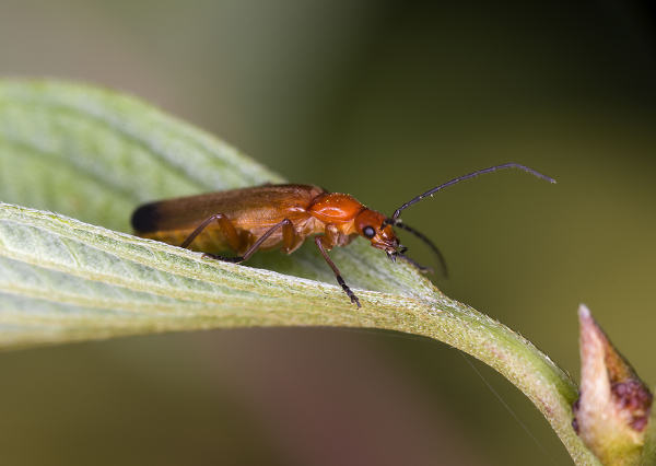 Soldier beetle