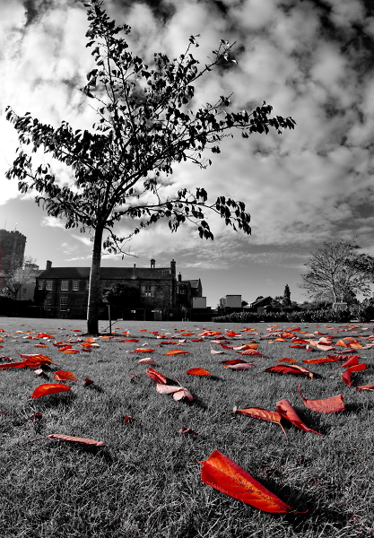 The Fallen
