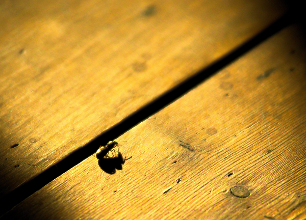 Walking the boards