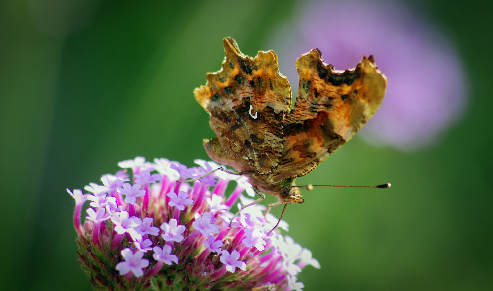 Comma