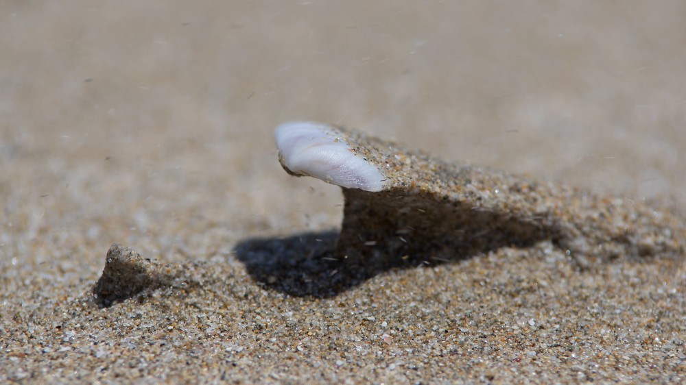 Sculpted by the Wind