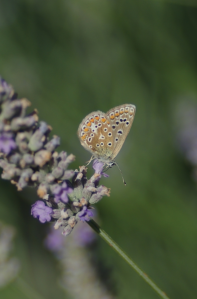 With legs a-dangling in a lavender bush