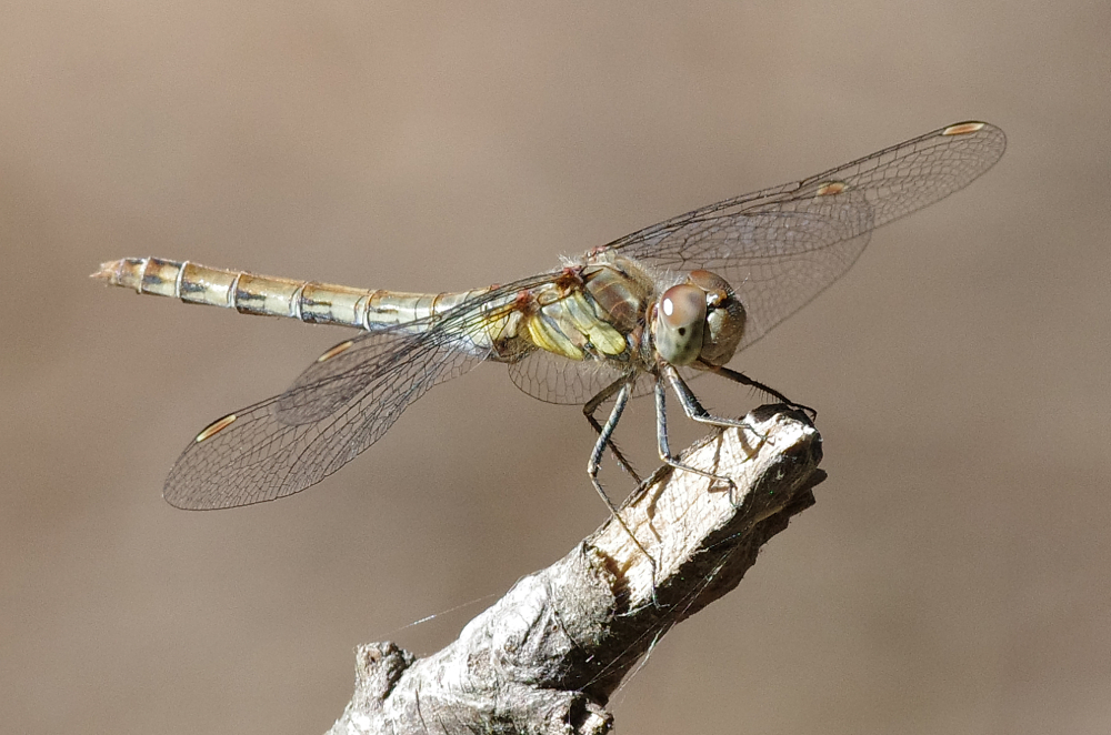 Yellow winged darter