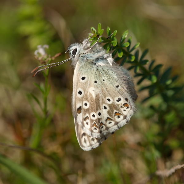 Chalkhill Blue
