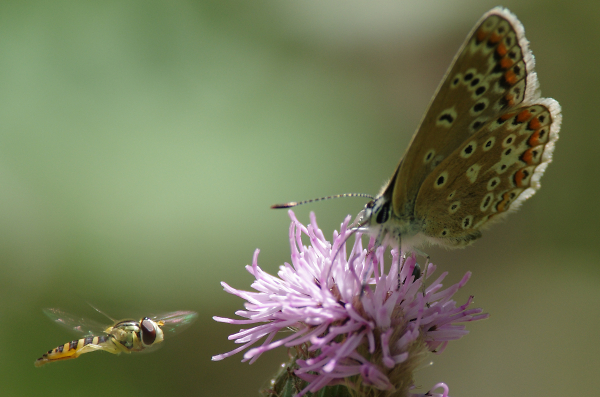 Common Blue & Hoverfly
