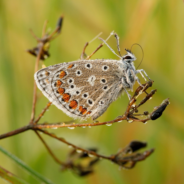 Common Blue