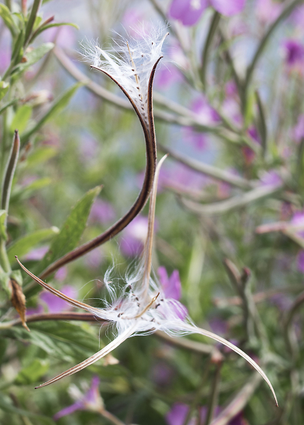 Great Willowherb seed head