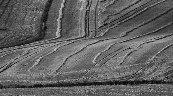 harvest