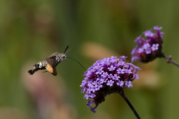 hummingbird hawk-moth