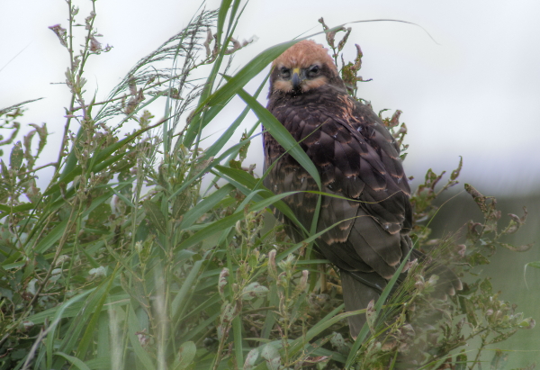 Juvenile Marsh Harrier