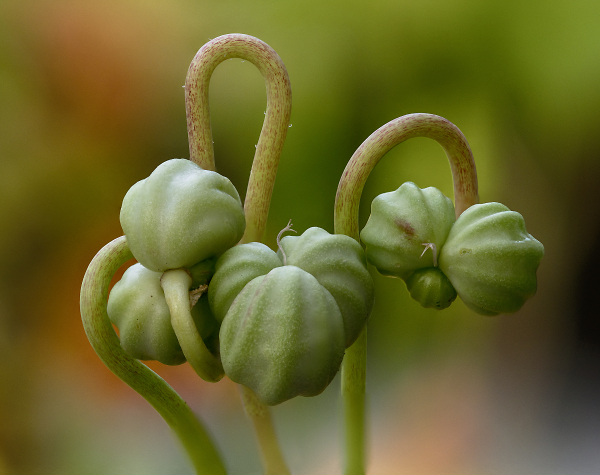 Nasturtium Seedpods