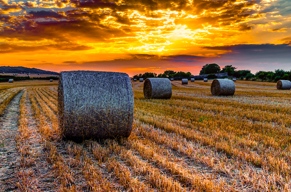 Re-edited--Golden Harvest.