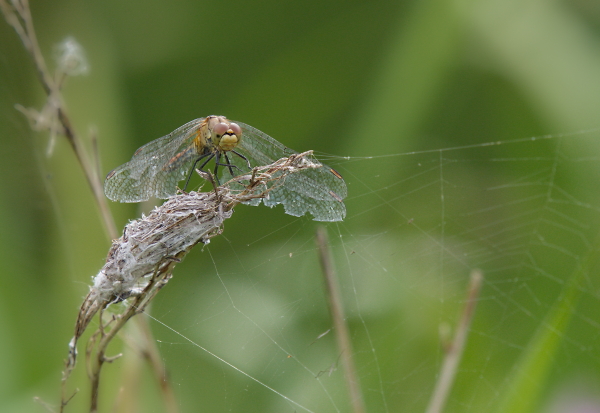 Shot of the evening, until Mr Marsh Harrier made an appearance ;)