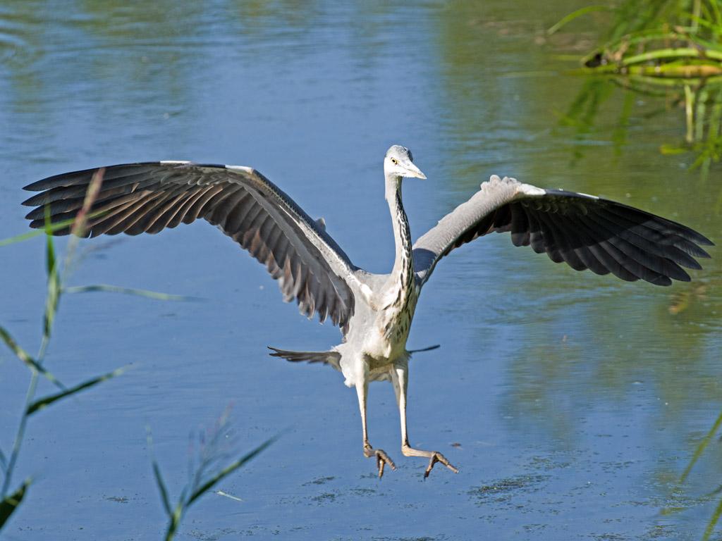 Ready to Land