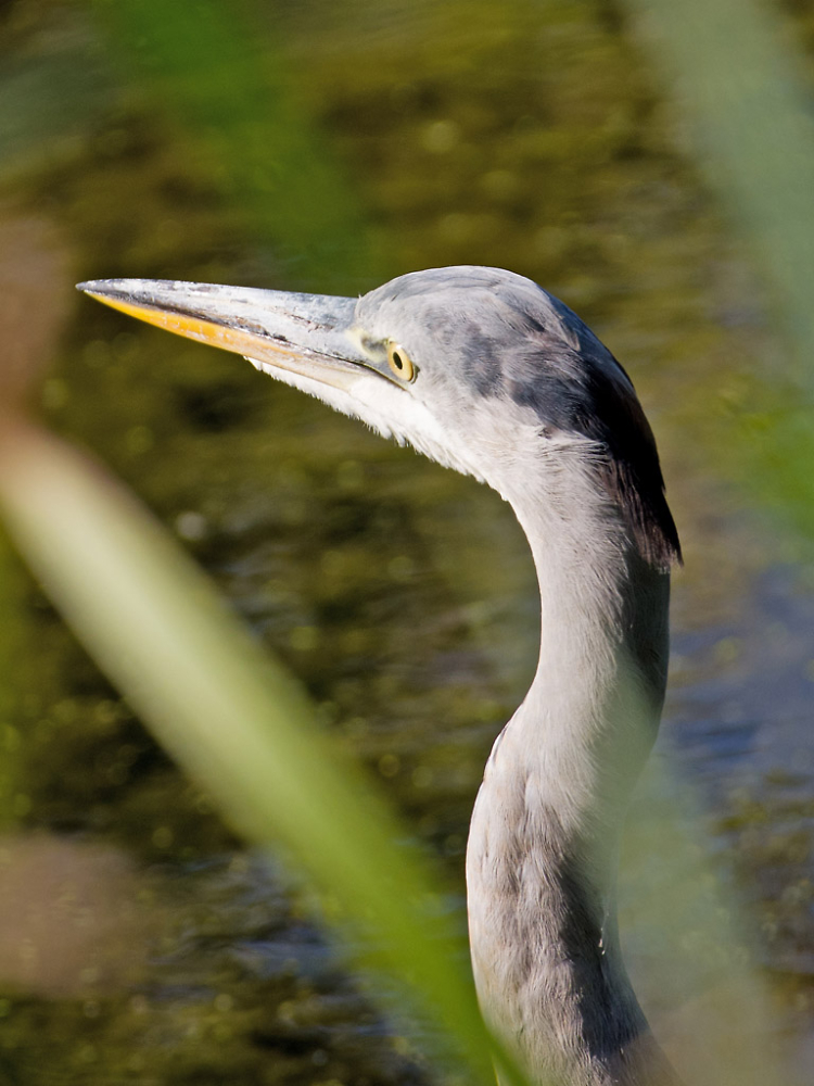 Watch That Beak