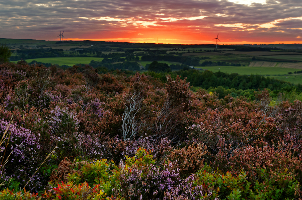 at Waldridge fell