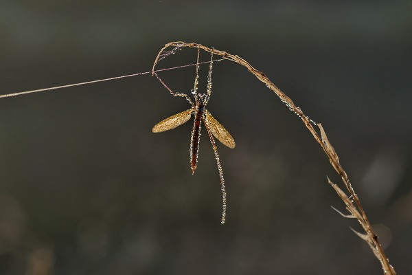 dew-drops plus...