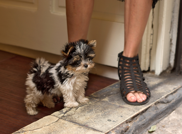 Fluffy Puppy