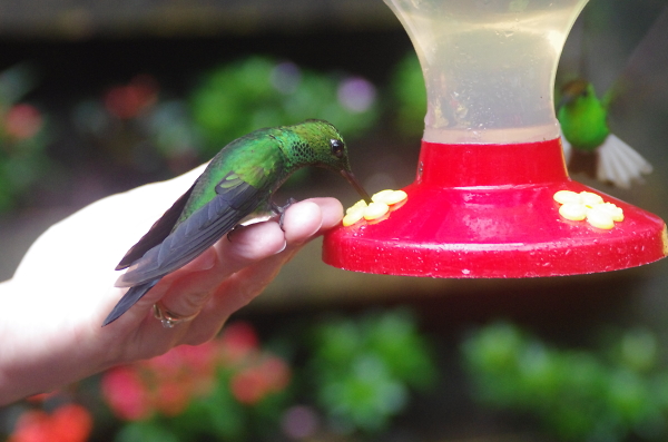 Hummingbird in Costa Rica