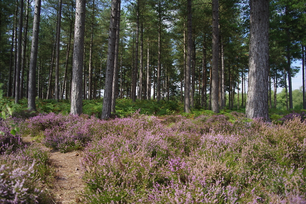 Jacks Garden, Ringwood Forest