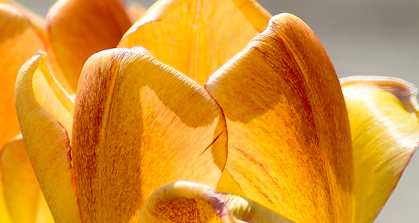 Memories of Spring
